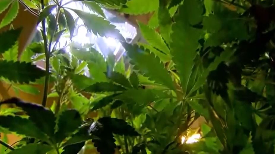 USA: Marihuana-Farmen werden zunehmend chinesisch betrieben